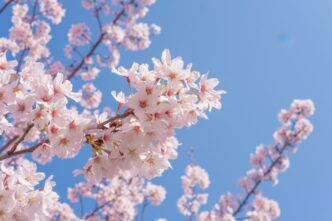 co kwitnie w kwietniu