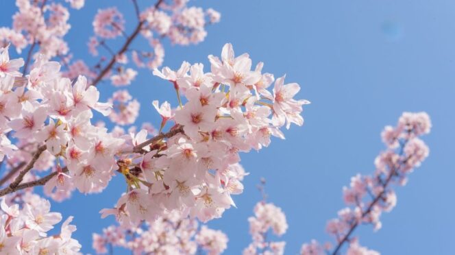 co kwitnie w kwietniu